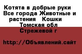 Котята в добрые руки - Все города Животные и растения » Кошки   . Томская обл.,Стрежевой г.